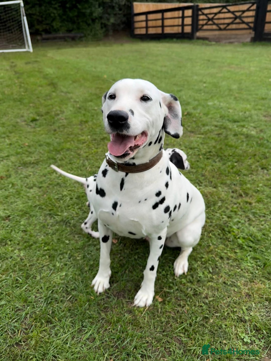Dalmatian dogs for sale: Dalmation puppues - Image 2