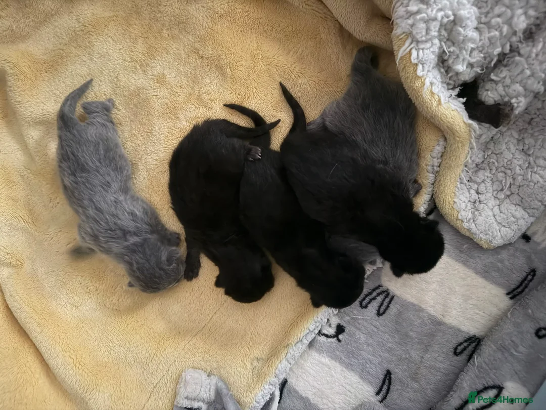 British Shorthair cats for sale: Exceptional BritishShorthair Kittens  - Advert 1