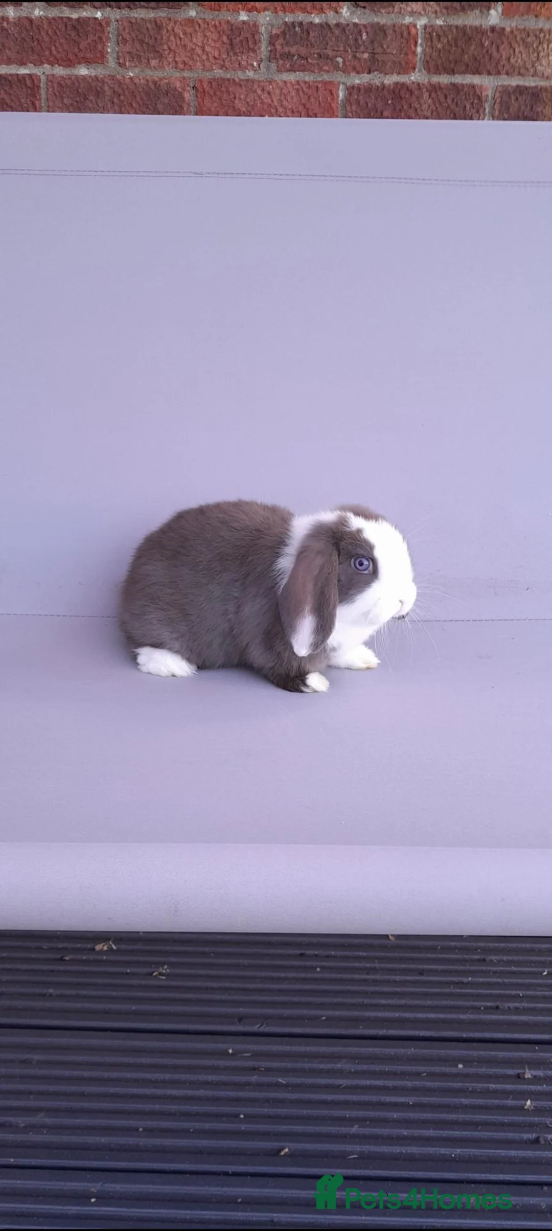 Mini Lop rabbits for sale: Gorgeous mini lop ready to leave - Advert 4