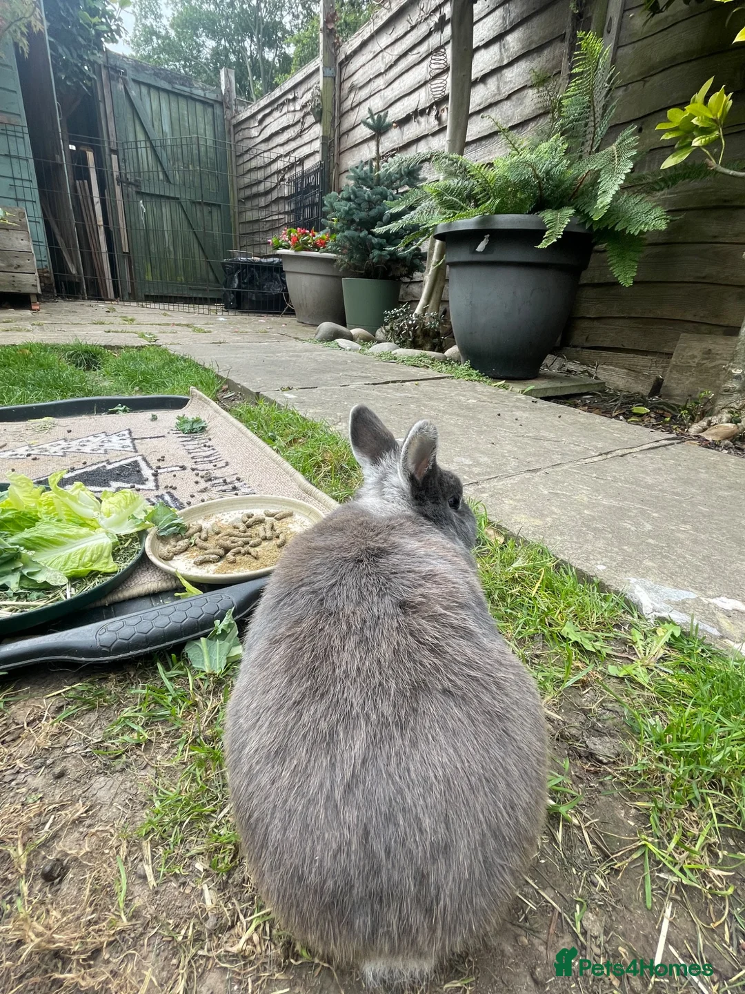 Netherland Dwarf rabbits for sale: Adult Female Netherlands Dwarf in Deal - Advert 5