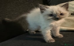 Ragdoll cats for sale: Pure breed - Advert 4