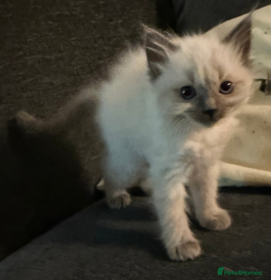 Ragdoll cats for sale: Pure breed - Advert 4