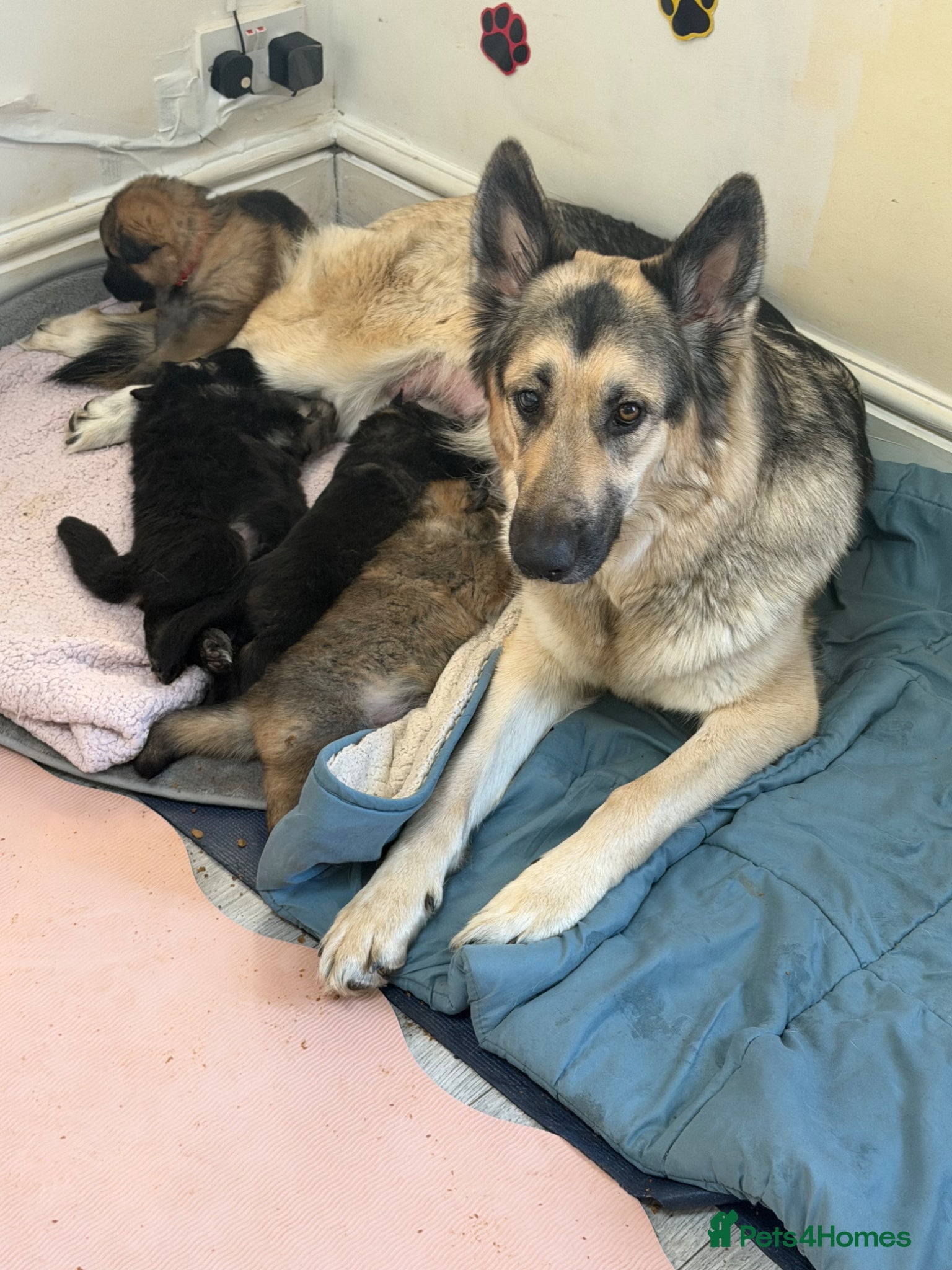 German Shepherd dogs German Shepherd Puppies (6 Boys, 1 Girl) - Advert 4