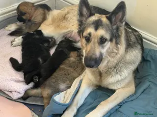 German Shepherd dogs German Shepherd Puppies (6 Boys, 1 Girl) - Advert 4