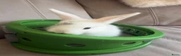Dwarf Lop rabbits for sale: Dwarf Lop Baby Bunnies  - Advert 4