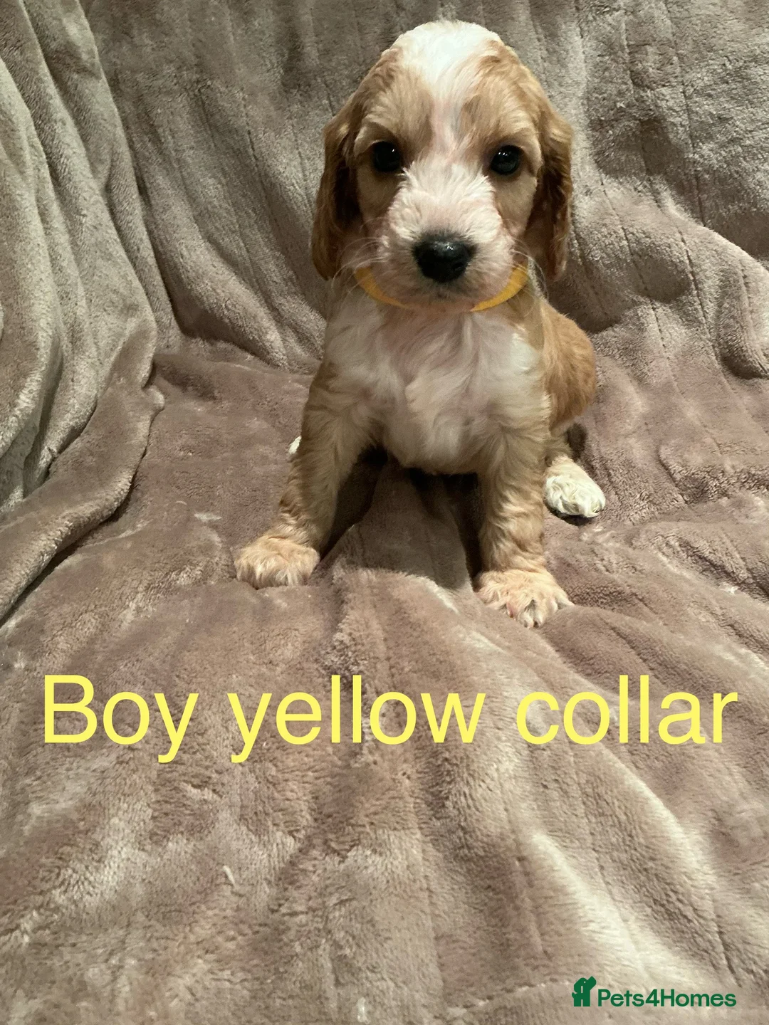 Cockapoo dogs for sale: Beautiful little F1 Cockapoo puppies  - Advert 7