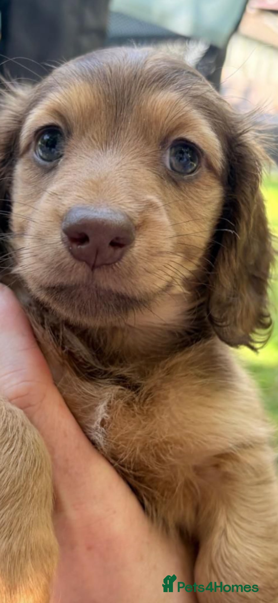 Dachshund dogs Reduced .Stunning  shaded cream miniature pups   - Advert 18