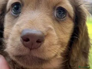 Dachshund dogs Reduced .Stunning shaded cream miniature pups - Advert 18