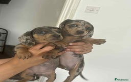 Miniature Dachshund dogs for sale: These 3 beautifull miniature dachshunds - Image 6