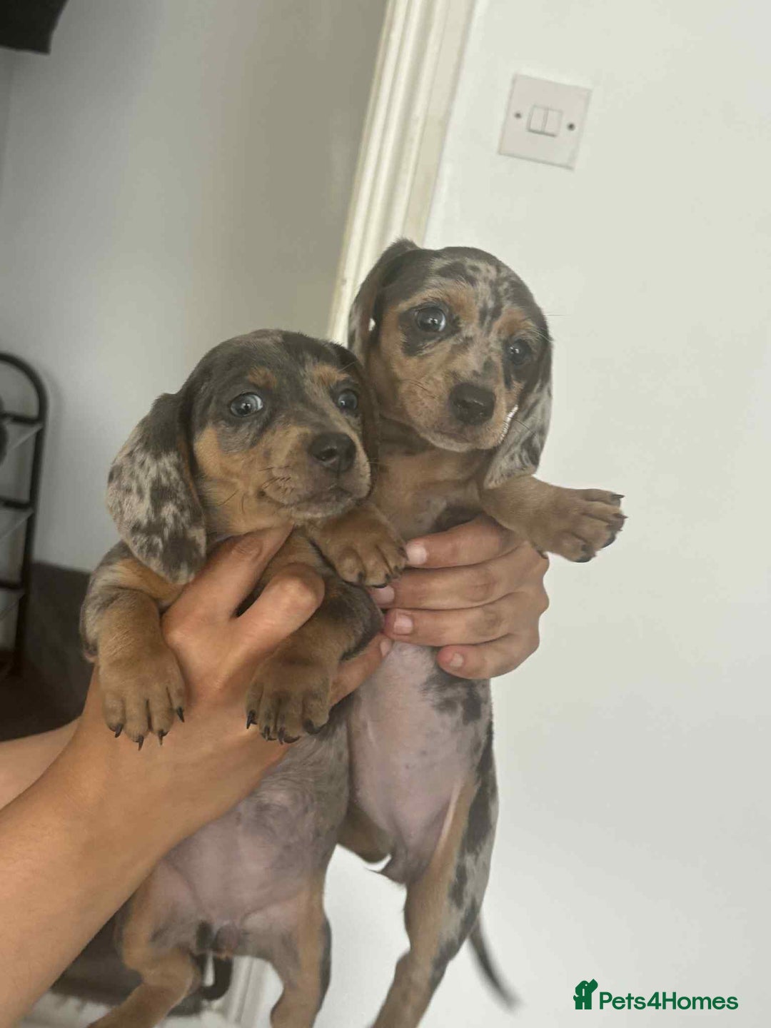 Miniature Dachshund dogs for sale: These 3 beautifull miniature dachshunds - Image 6