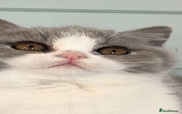 British Shorthair cats for sale: Blue/cream biocolour British short hair kitten - Image 34