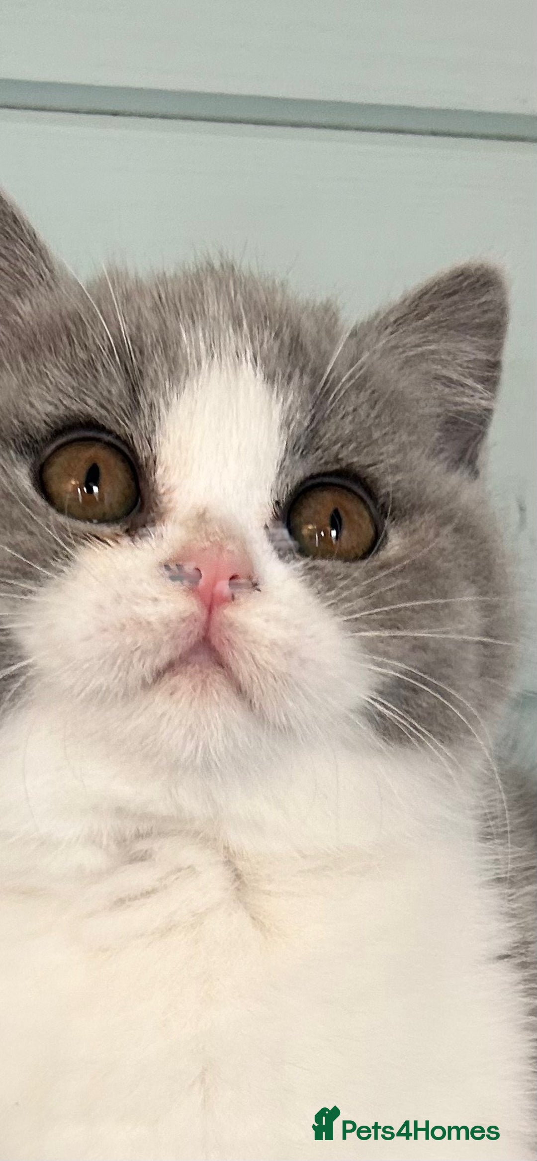 British Shorthair cats for sale: Blue/cream biocolour British short hair kitten - Image 34