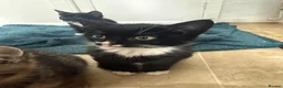 Mixed Breed cats for sale: 5 adorable kittens, 3 male, 2 female  - Advert 12