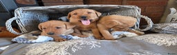 Labrador Retriever dogs for sale: Stunning Red fox labrador puppies  - Advert 22