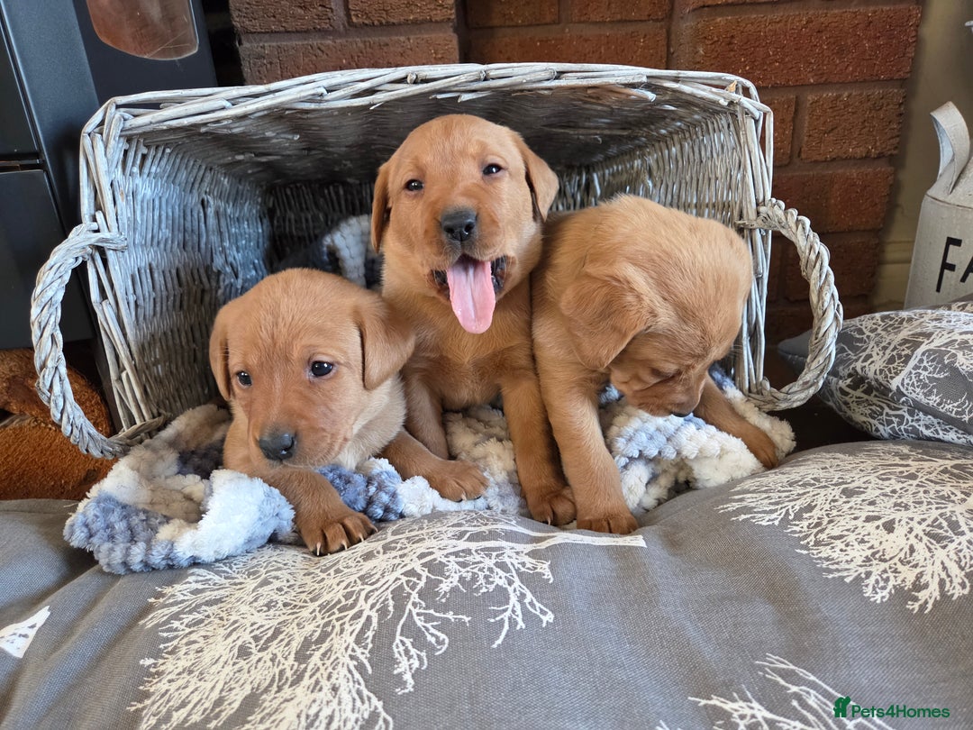 Labrador Retriever dogs for sale: Stunning Red fox labrador puppies  - Advert 22