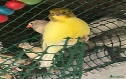 Canaries birds for sale: GOLDFINCH PAIR Canary’s zebras and bengalese  - Image 3