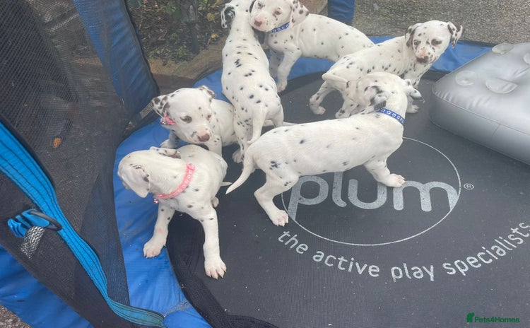 Dalmatian dogs - Advert 1