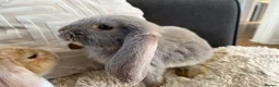 Mini Lop rabbits for sale: 🐰 Beautiful Bunny’s 🐰  - Advert 8