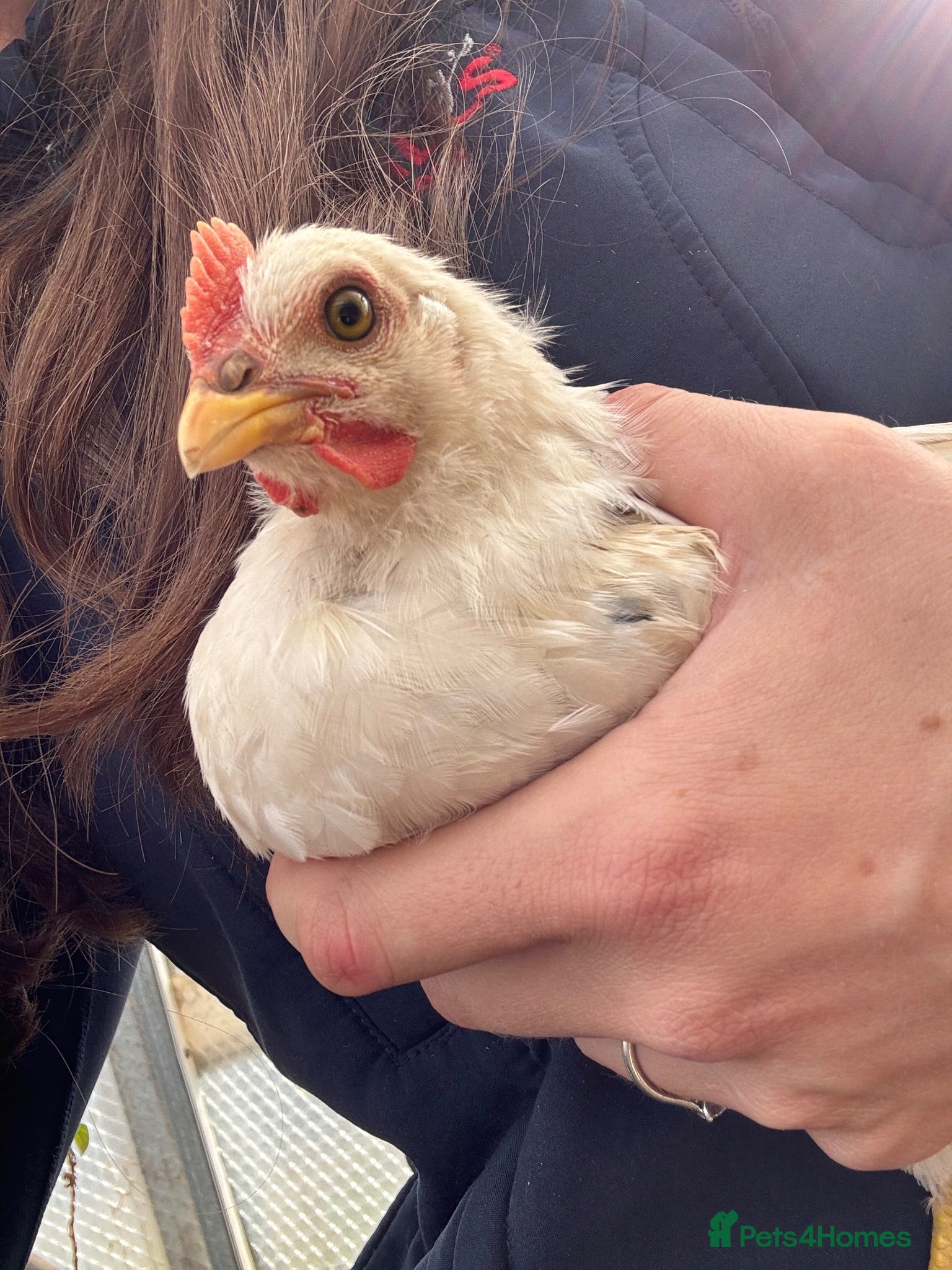 Chickens poultry Bresse Hybrid young cockerel  - Advert 14