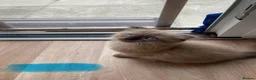 Scottish Fold cats for sale: Beautiful kittens🌹🤭 - Advert 15