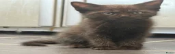 Persian cats for sale: Persian X Tabby Kittens - Advert 2