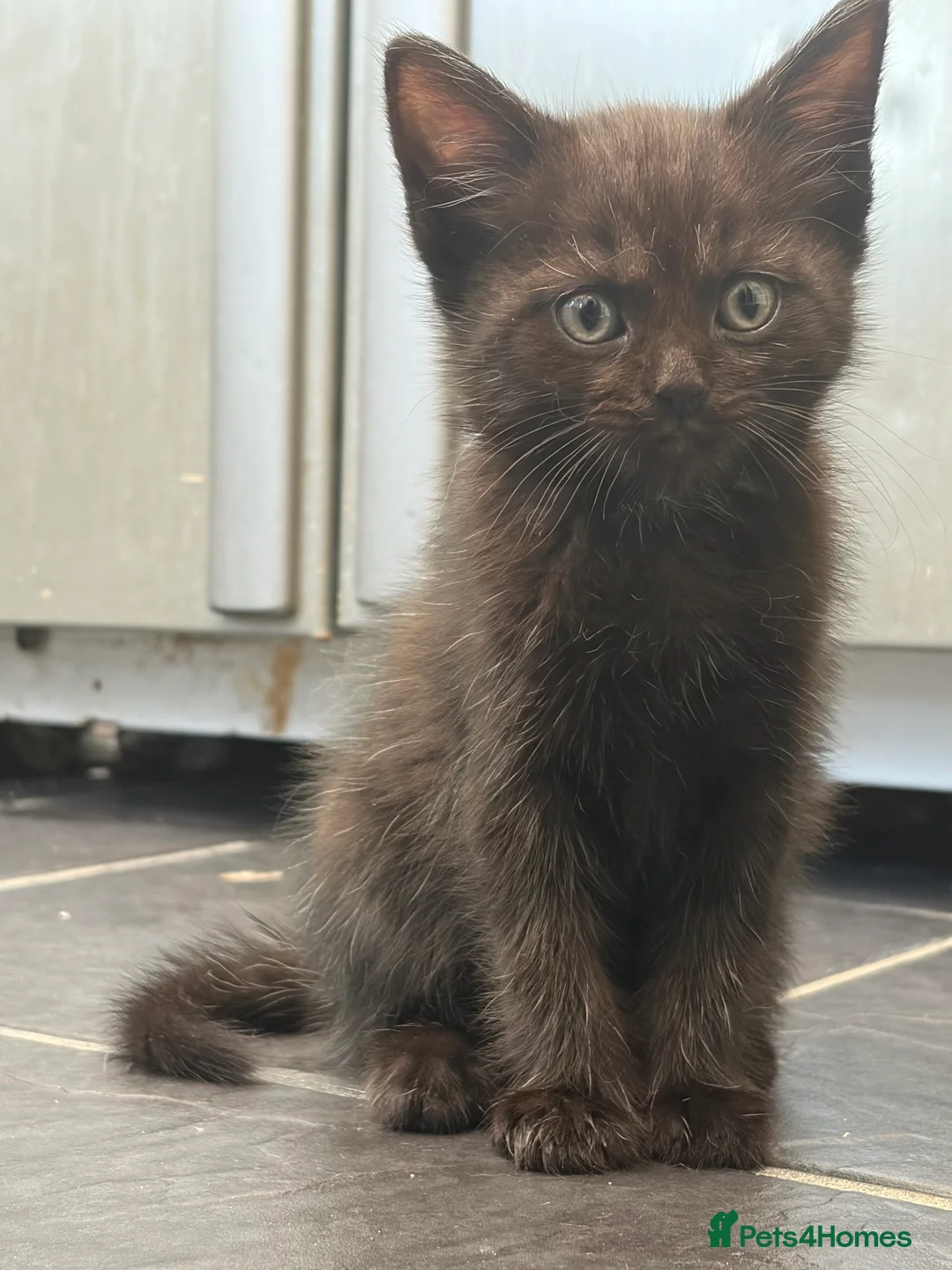 Persian cats for sale: Persian X Tabby Kittens - Advert 2