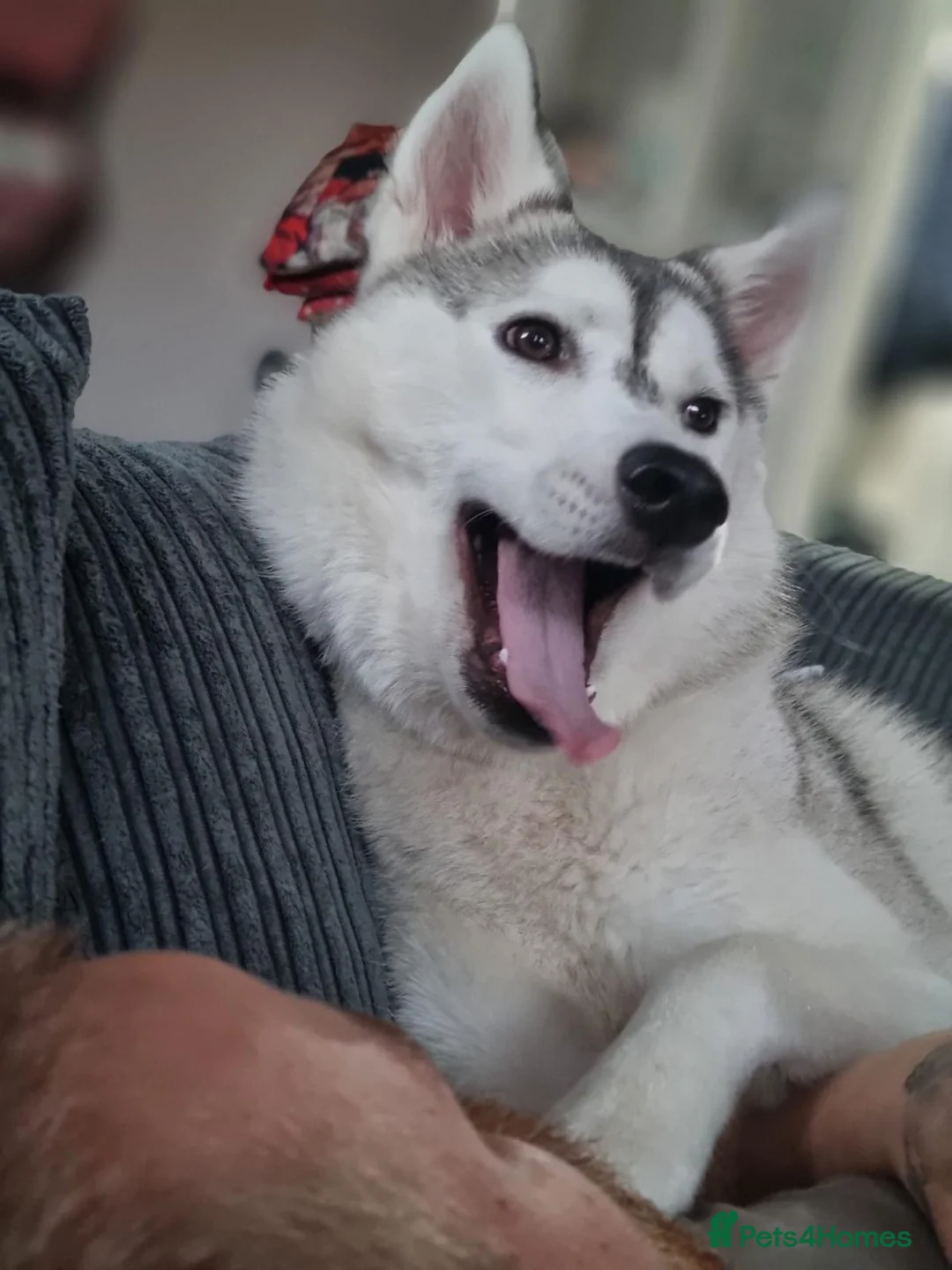 Siberian Husky dogs for sale: 2yr old female Siberian husky - Advert 2