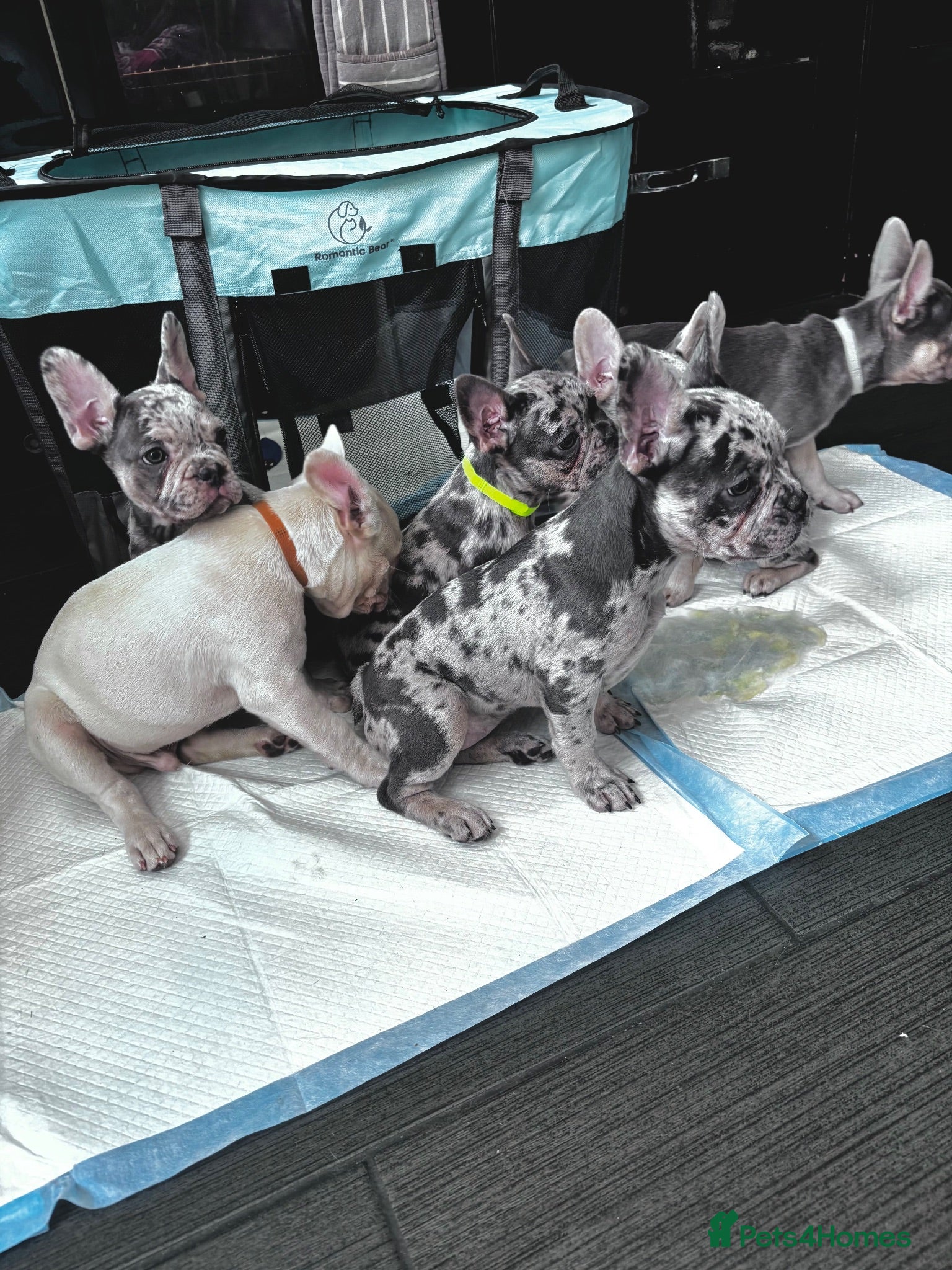 French Bulldog dogs French Bull Dog Puppies! - Advert 2