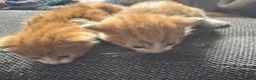 Mixed Breed cats for sale: 3 Gorgeous Kittens for sale in Anstruther - Advert 3