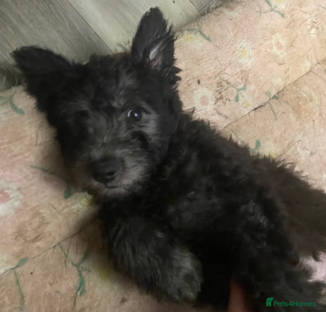 Hungarian Pumi dogs for sale: Rare Breed  - Advert 21