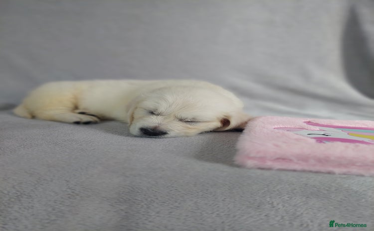 Golden Retriever dogs - Advert 1