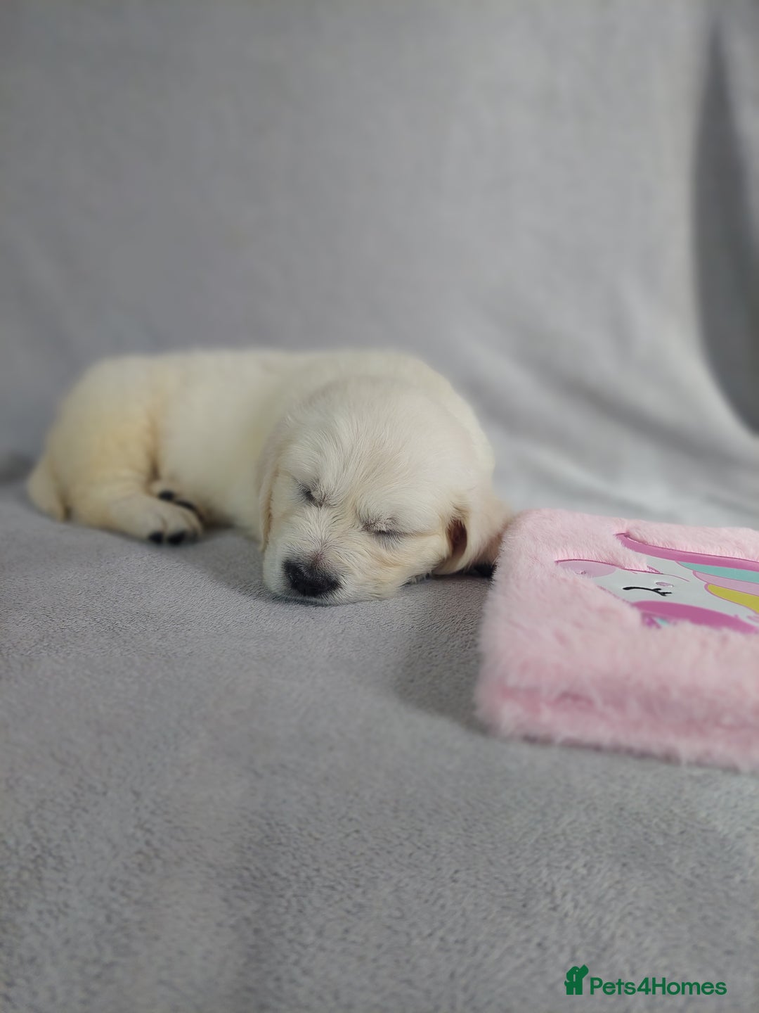 Golden Retriever dogs for sale: KC registered golden retriever puppies  - Image 1