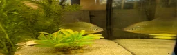 Other/Mixed Breed fish for sale: Tropical fish  in Newcastle upon Tyne - Advert 2