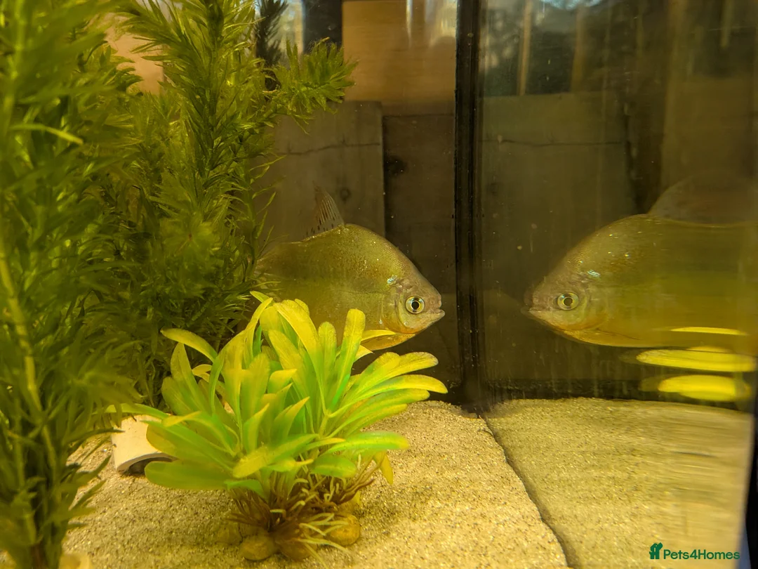 Other/Mixed Breed fish for sale: Tropical fish  in Newcastle upon Tyne - Advert 2