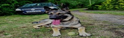 German Shepherd dogs for sale: German Shepered Longhaired Girl Large - Advert 3