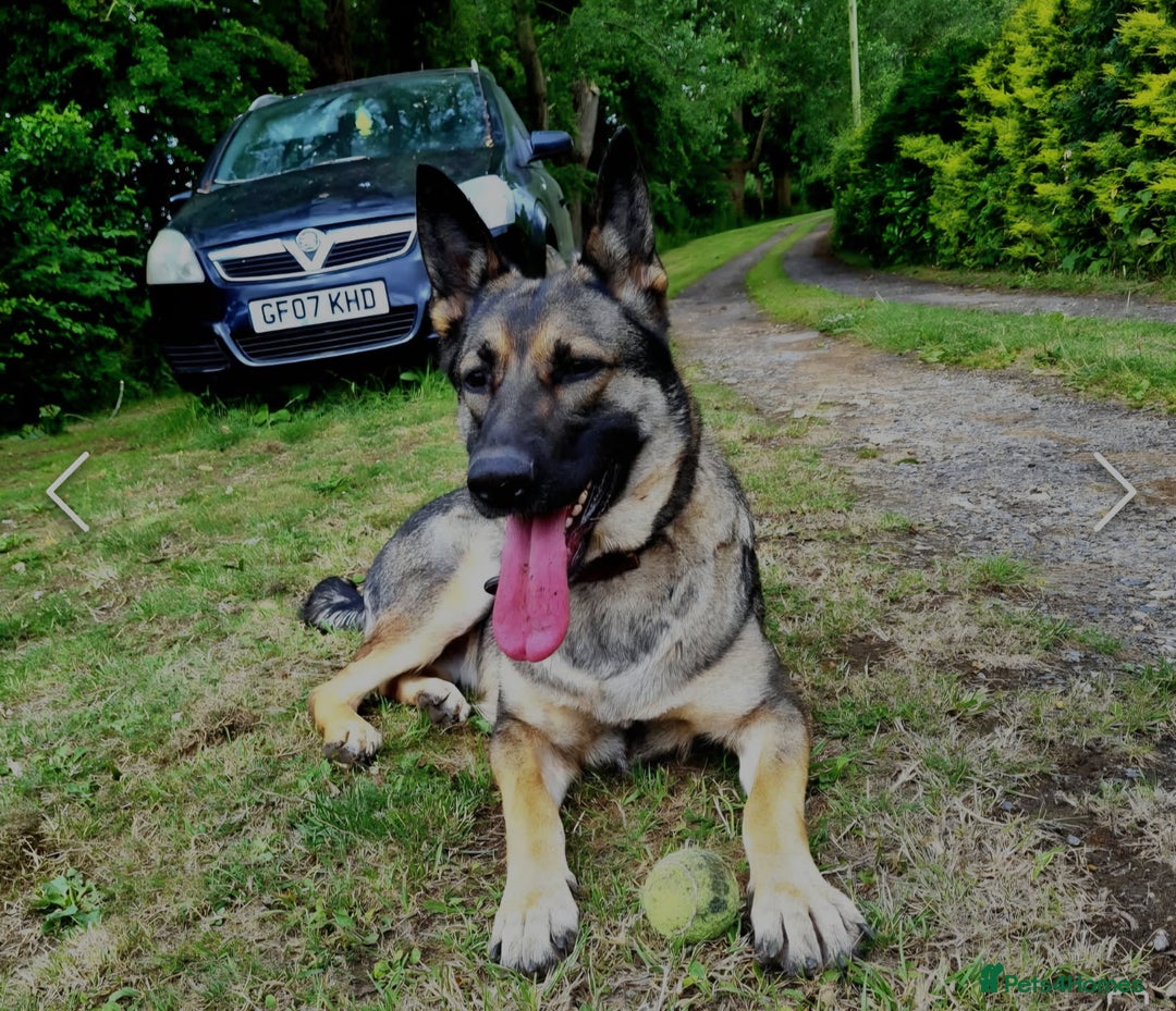 German Shepherd dogs for sale: German Shepered Longhaired Girl Large - Advert 3