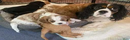 Cavalier King Charles Spaniel dogs for sale: Charming Cavalier King Charles Spaniel puppies - Advert 1