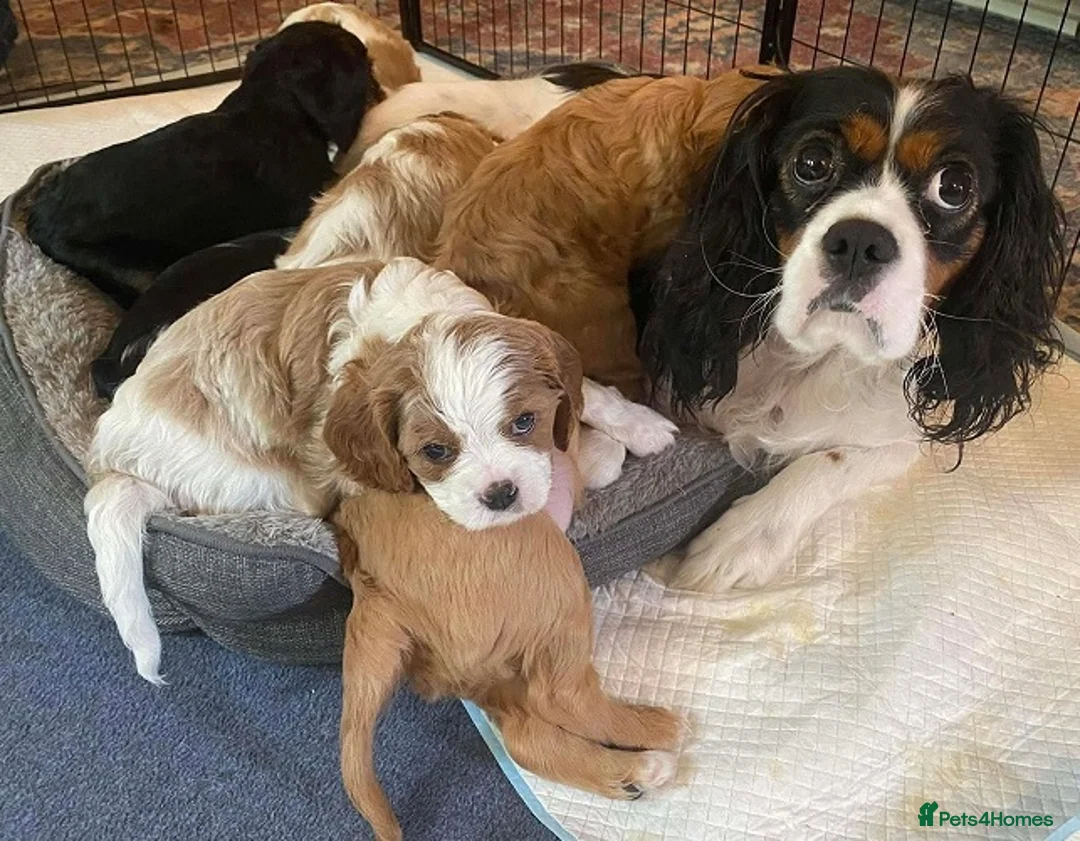 Cavalier King Charles Spaniel dogs for sale: Charming Cavalier King Charles Spaniel puppies - Advert 1