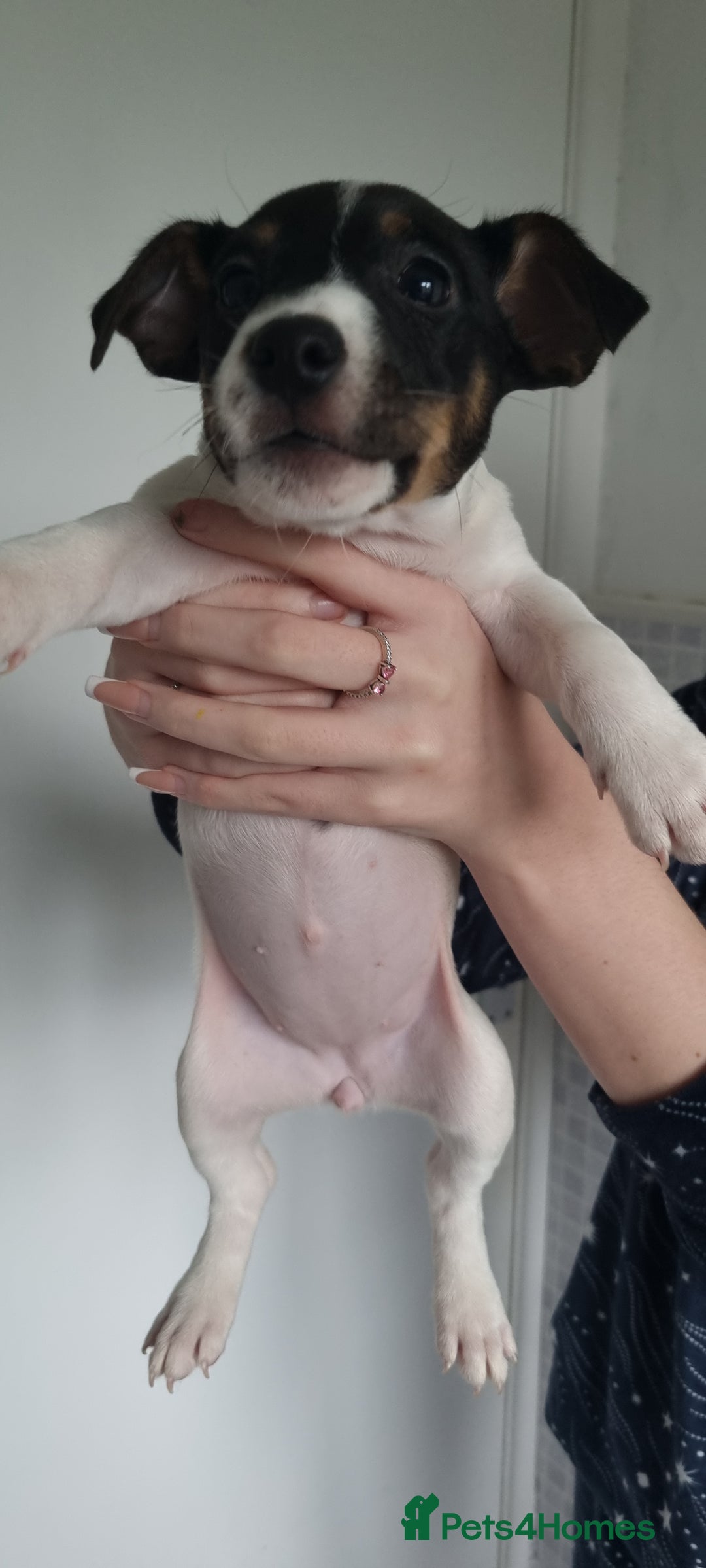 Jack Russell dogs for sale: Jack Russel puppies  - Advert 21