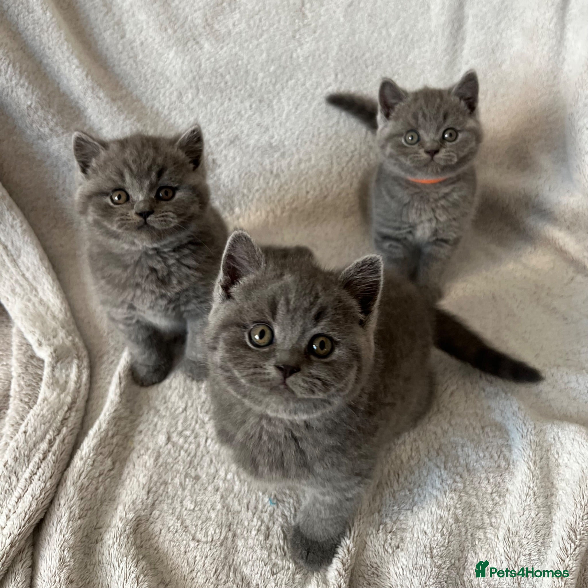 British Shorthair cats Outstanding quality British Shorthair kittens - Advert 8