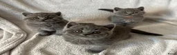 British Shorthair cats for sale: Outstanding quality British Shorthair kittens - Advert 1