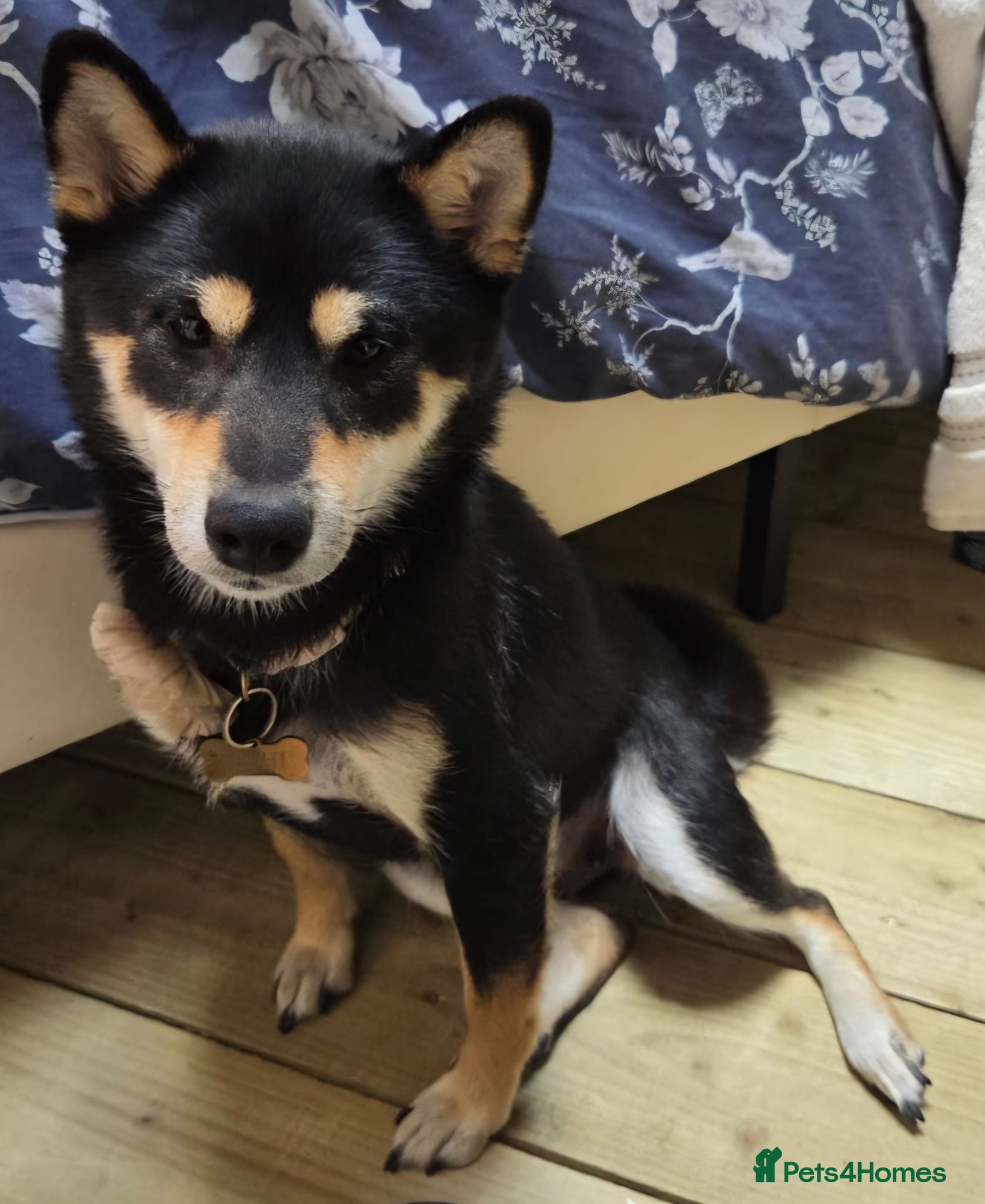Japanese Shiba Inu dogs 🐾 Loving Home Wanted for Sushi 🐾 - Advert 10