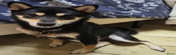 Japanese Shiba Inu dogs for sale: 🐾 Loving Home Wanted for Sushi 🐾 in Gloucester - Advert 1