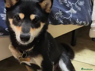 Japanese Shiba Inu dogs 🐾 Loving Home Wanted for Sushi 🐾 - Advert 16