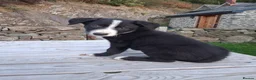 Border Collie dogs for sale: Gorgeous sheepdog puppies - Advert 11