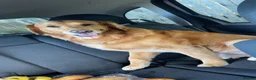 Golden Retriever dogs for stud: KC Registered FOX red golden retreiver  in Durham - Advert 6