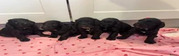 Cockapoo dogs for sale: Beautiful f1 cockerpoo puppies for sale  in Maidenhead - Advert 13