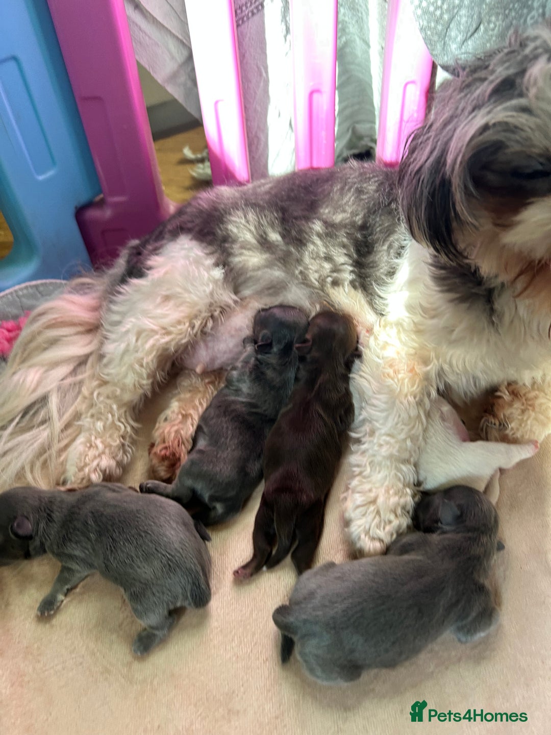 Shih Tzu dogs for sale: Gorgeous kc imperial Shih Tzu boy available  - Image 6