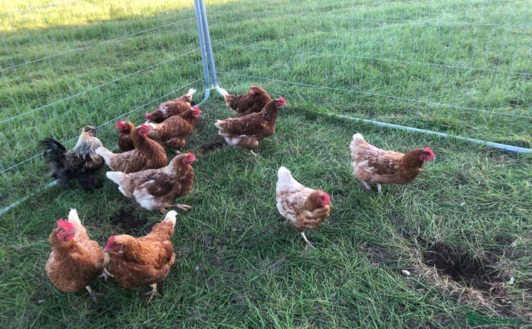 Chickens poultry - Advert 2