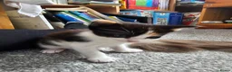 Mixed Breed cats for sale: Ragdoll mix kittens are for sale  - Advert 13